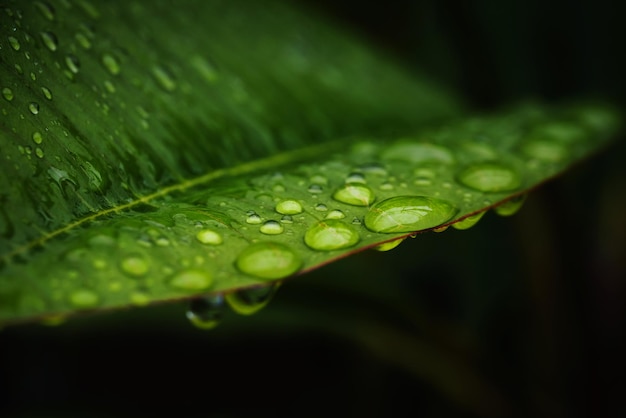 Regenwasser auf grünem Blatt Schöne Tropfen und Blattstruktur in der Natur