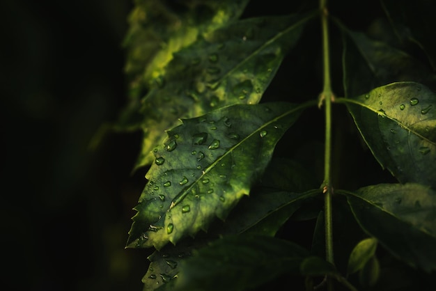 Regenwasser auf grünem Blattmakro Schöne Tropfen und Blattstruktur in der Natur