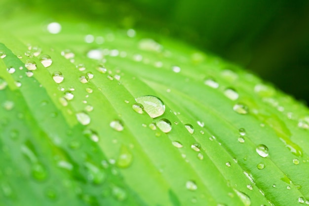 Regenwasser-Tautropfen auf Blatt