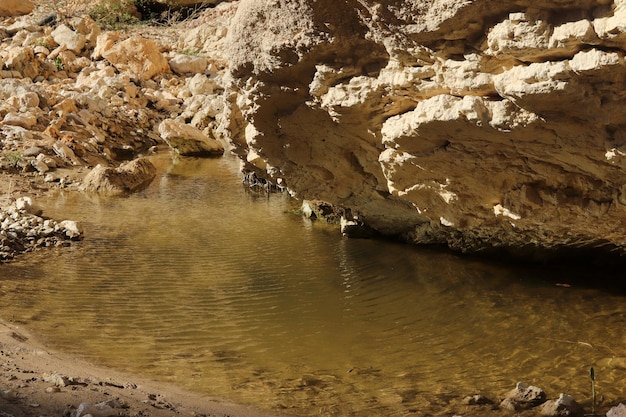 Regenwasserpfütze Stilles Wasser