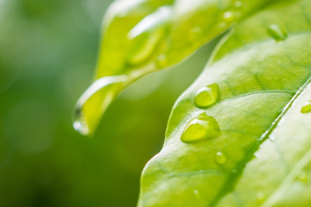 Regenwassertropfen auf natürlichem Hintergrund der grünen Blattnahaufnahme