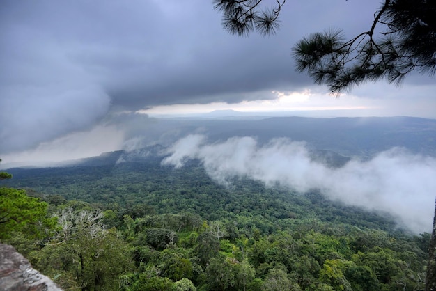 Regenwolke trifft Nebel über einem Wald