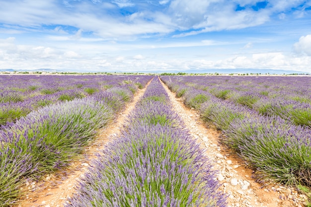 Região da Provença, França. Campo de lavander no final de junho