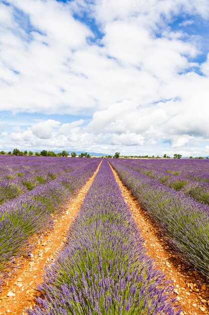 Região da Provença, França. Campo de lavander no final de junho