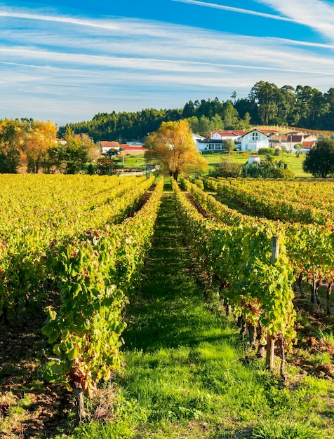 Região da vinha Bairrada