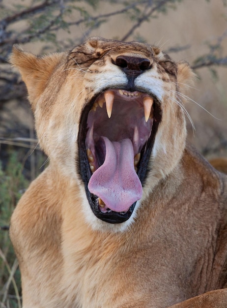 Foto de Tigre De Dentes De Sabre Ilustração 3d Em Branco e mais fotos de  stock de Felino dentes-de-sabre - Felino dentes-de-sabre, Dentes, Tigre -  iStock