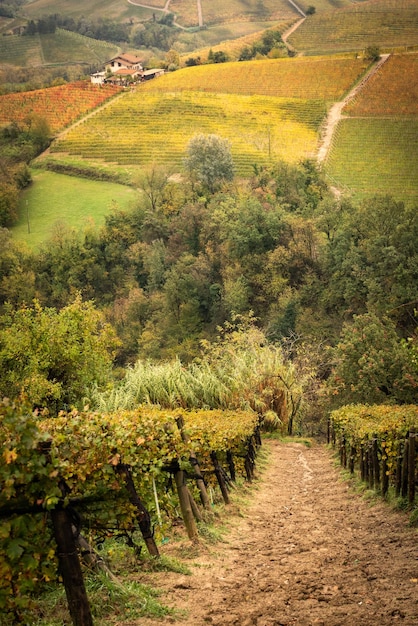 Região vinícola de Barolo, Langhe, Piemonte, Itália