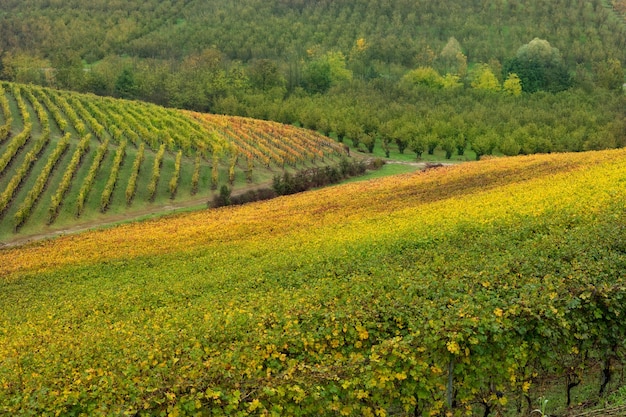 Região vinícola de Barolo Langhe Piemonte Itália