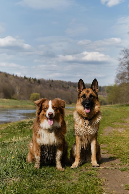 Región de Moscú el río Moskva en el campo en un cálido día soleado de verano Pastores alemanes y australianos sentados en la hierba contra el río y sonriendo Dos perros obedientes de pura raza están esperando juntos