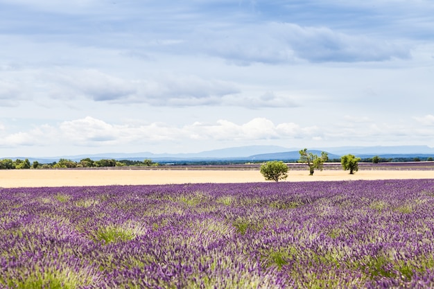 Región de Provenza, Francia. Campo de lavanda a finales de junio