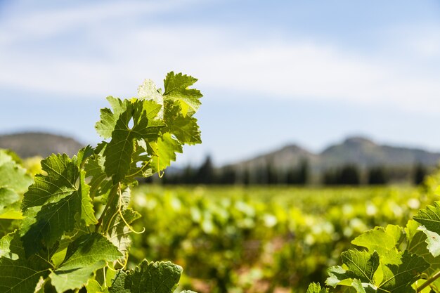 Región de Provenza en el sur de Francia. Un viñedo perfecto en julio.