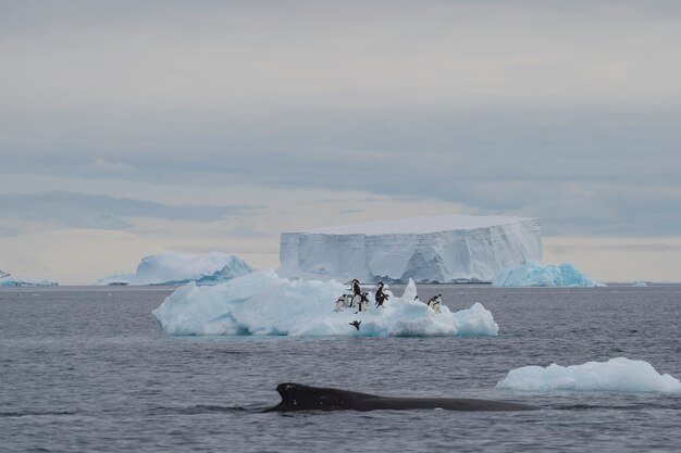 Registro de ballenas jorobadas