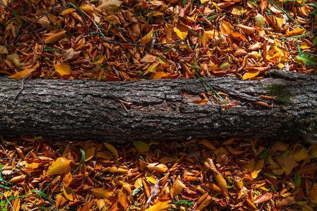 Registro caído en hojas secas de otoño