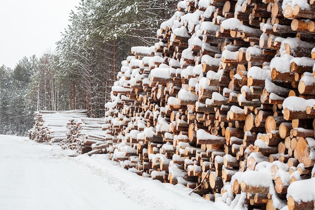 Registro de invierno en el bosque nevado