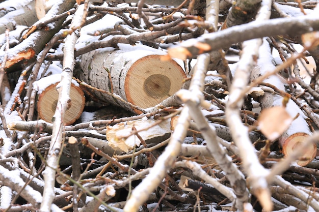 Un registro de madera aserrada de cerca y pequeñas ramitas en la nieve.