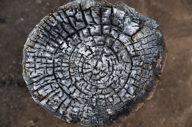 Registro de madera quemada en la sección. Fondo natural