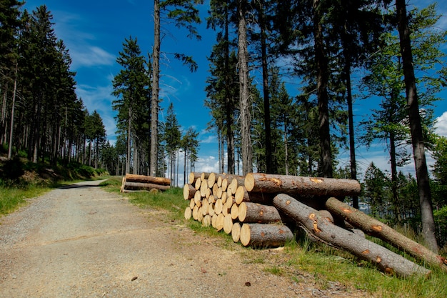 Registros cerca de la carretera en el bosque de montaña, Polonia