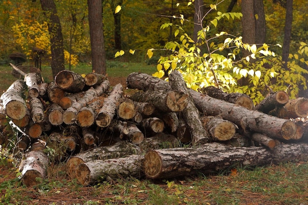 Registros en una pila sobre un fondo del bosque Concepto de deforestación Los árboles talados yacen en el suelo