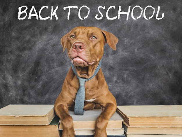 Foto regreso a la escuela adorable cachorro adorable y libros antiguos