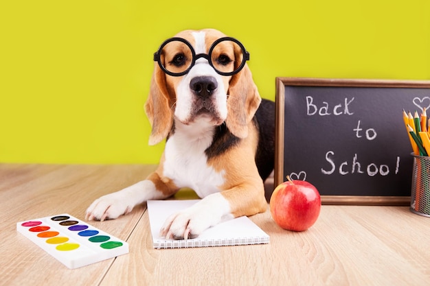 Foto regreso a la escuela un perro beagle con anteojos redondos está acostado en un escritorio