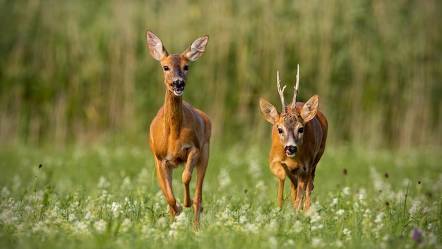 Reh, Capreolus Capreolus, Bock und Damhirschkuh während der Brunftzeit.