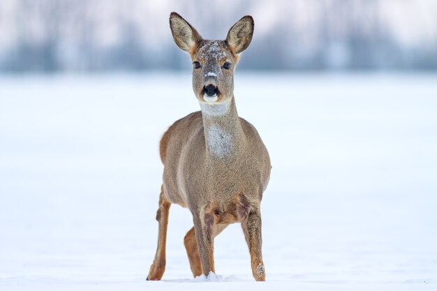 Reh Capreolus Capreolus im Winter auf Schnee