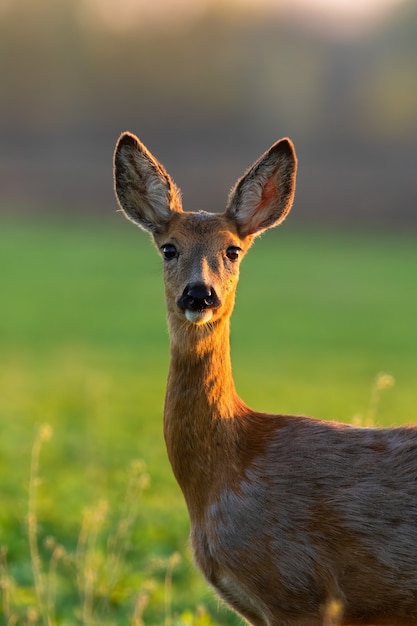 Foto reh steht auf lichtung im sonnenlicht