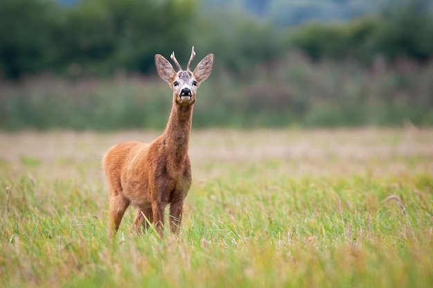 Rehbock auf der Wiese riecht etwas in der Luft