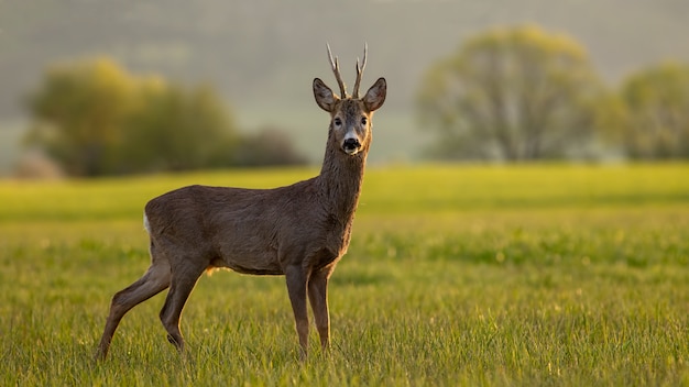 Rehbock bei Sonnenuntergang.