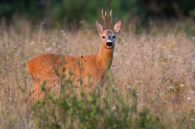 Rehbock, der auf gewachsenem Feld in der Sommerzeitnatur steht.