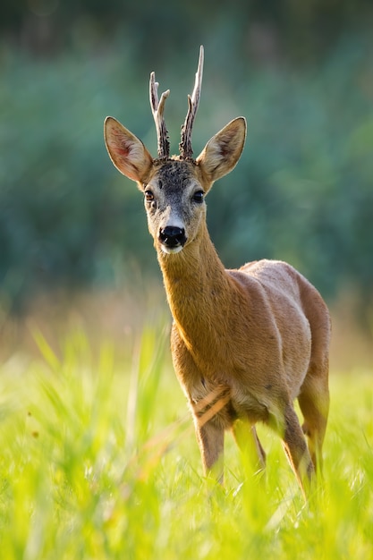 Rehbock, der auf Gras steht