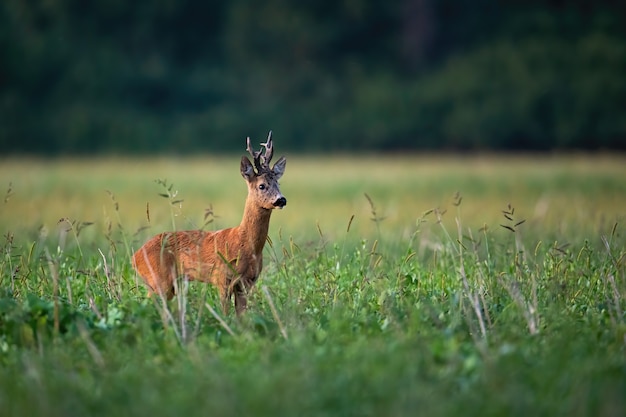 Rehbock, der auf Stoppelfeld mit grünem Gras am Sommerabend beiseite schaut