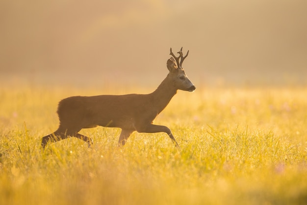 Rehbock, der auf Wiese im Sommermorgensonnenschein geht