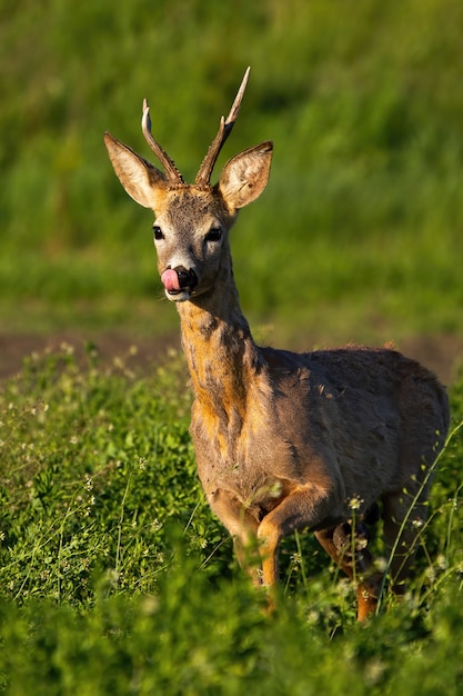 Rehbock leckt seine Nase mit rosa Zunge auf einem grünen Feld im Frühjahr