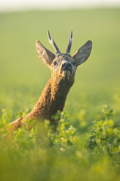 Rehbock schnüffelt morgens mit der Nase auf dem grünen Kleefeld