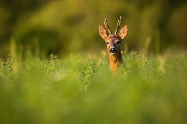 Foto rehbock späht aus gras in der sommerzeitnatur.