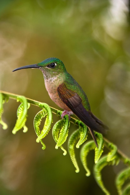 Rehbrüstiger Brillantkolibri Mindo Nebelwald Ecuador