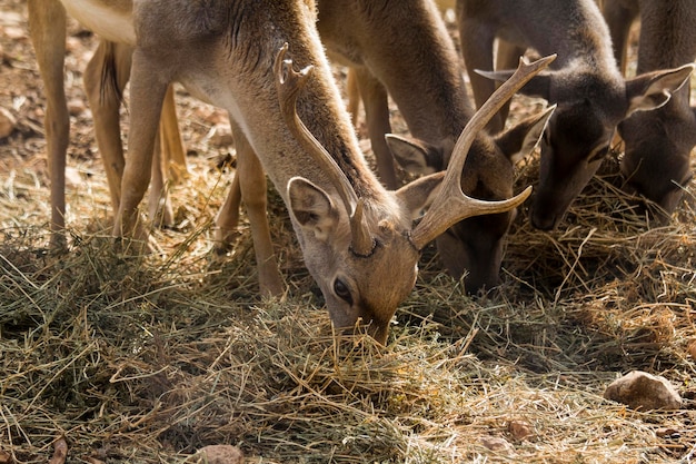 Rehe auf der Weide