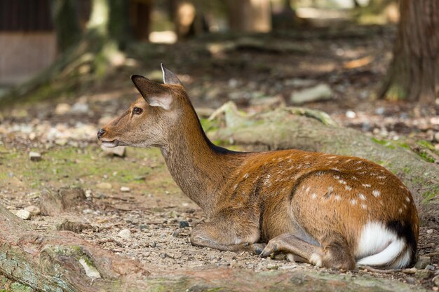 Rehe, die auf dem Boden liegen