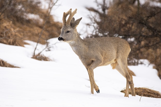 Rehe, die auf einer verschneiten Wiese gehen