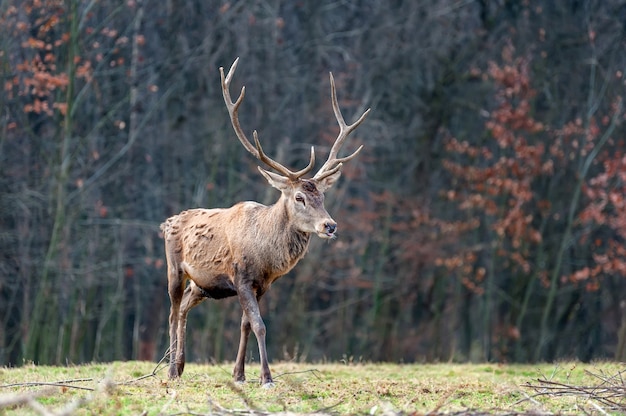 Rehe, die im Herbstwald stehen