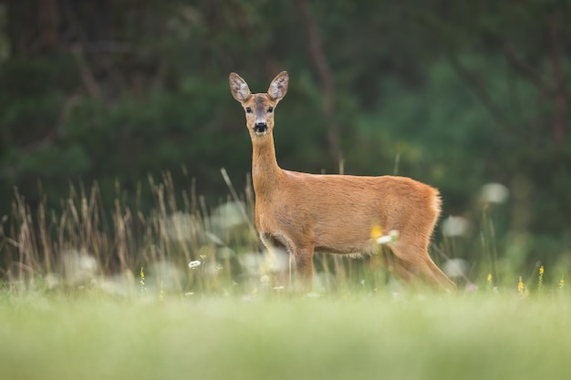 Rehe, die im Sommer auf der Wiese in die Kamera schauen