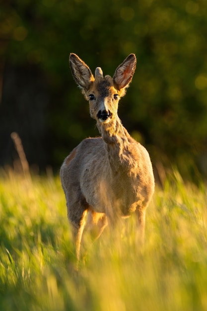 Rehe, die zur Kamera auf Gras im suumer Licht schauen