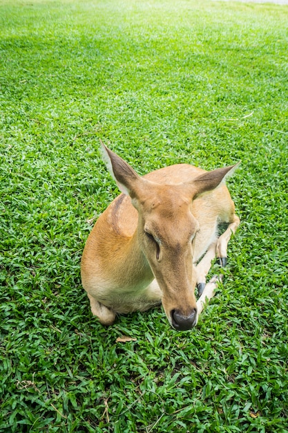 Rehe entspannen sich im Schatten des Parks.