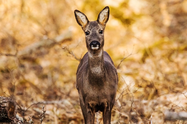 Foto rehe im eichenwald