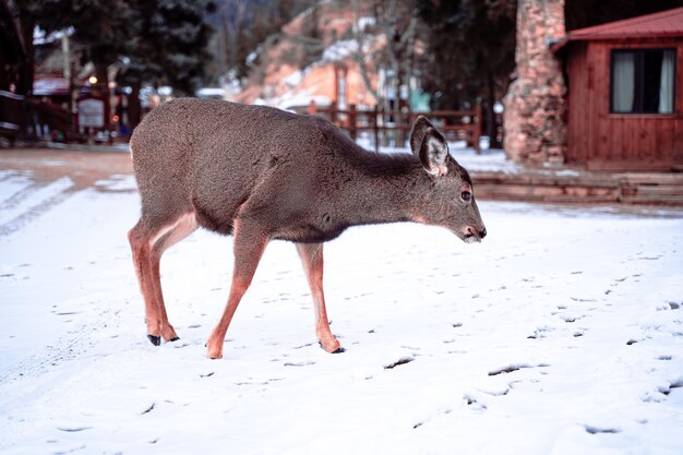 Rehe im Freien an einem Wintertag