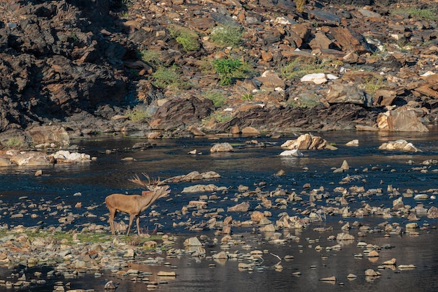 Rehe im Monfrague National Park. Extremadura. Spanien.