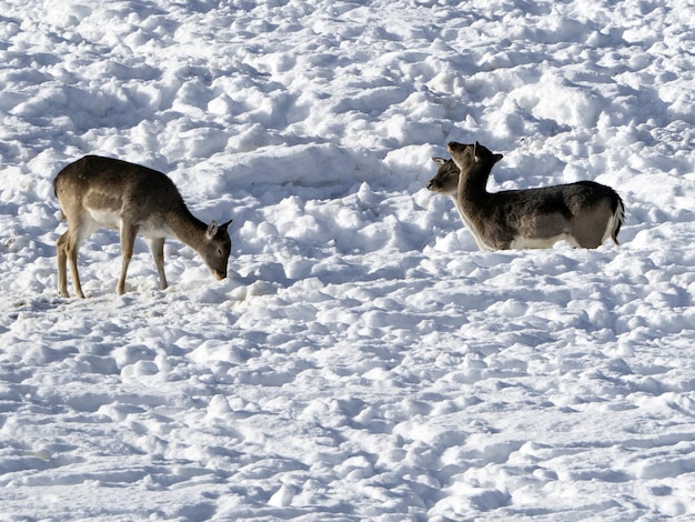 Rehe im Schnee im Winter