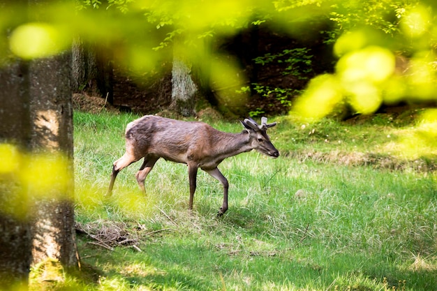 Rehe im Wald auf Nahrungssuche