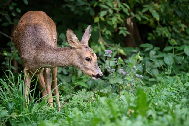 Rehe im Wald Capreolus capreolus Wilde Rehe in der Natur